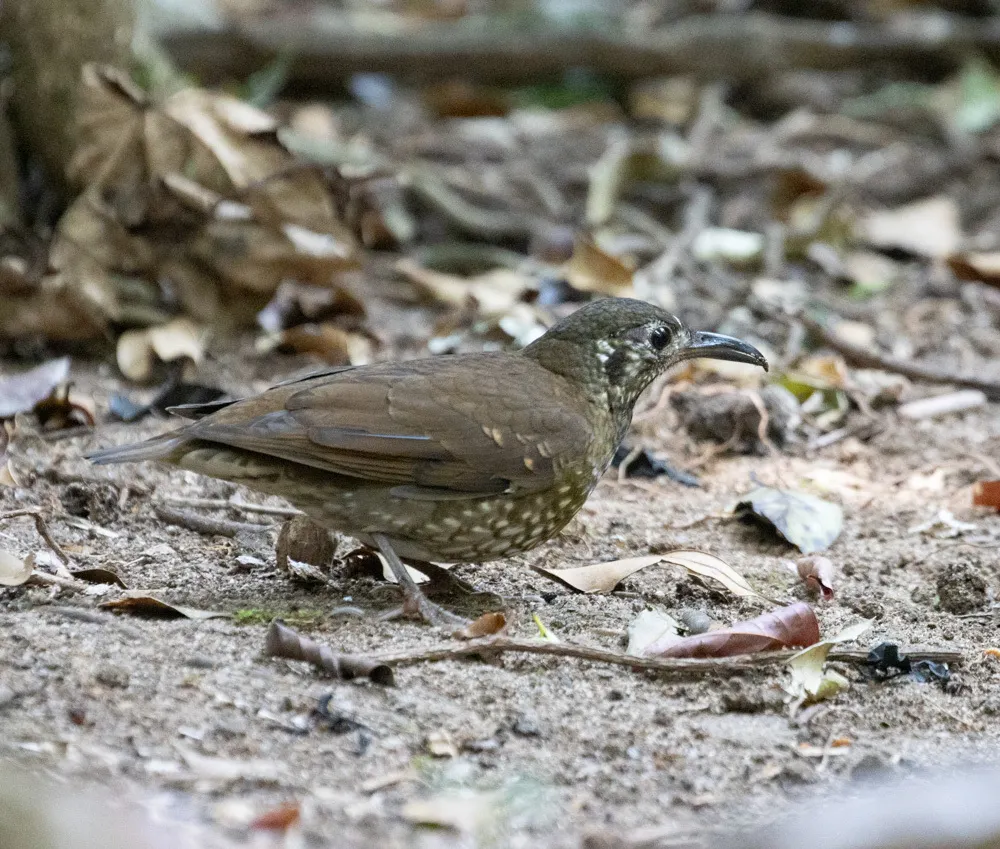 长嘴地鸫(Zoothera marginata)
