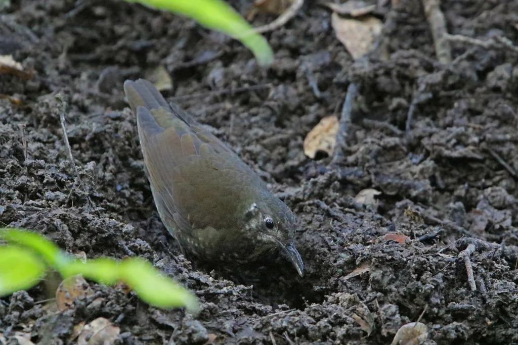 长嘴地鸫(Zoothera marginata)