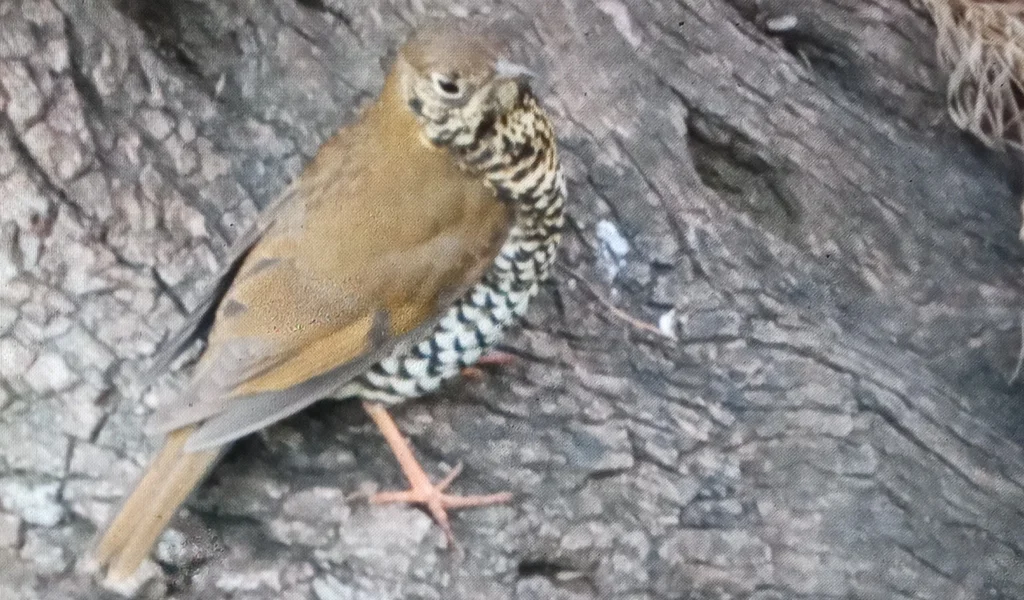 淡背地鸫（Zoothera mollissima）