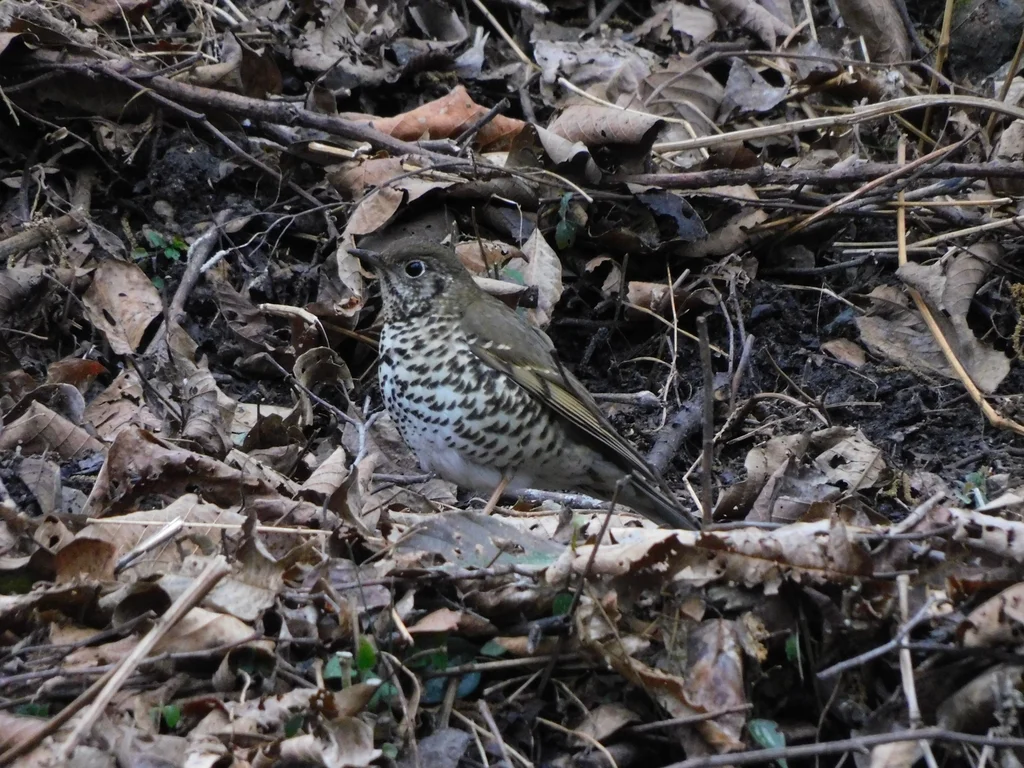 淡背地鸫（Zoothera mollissima）