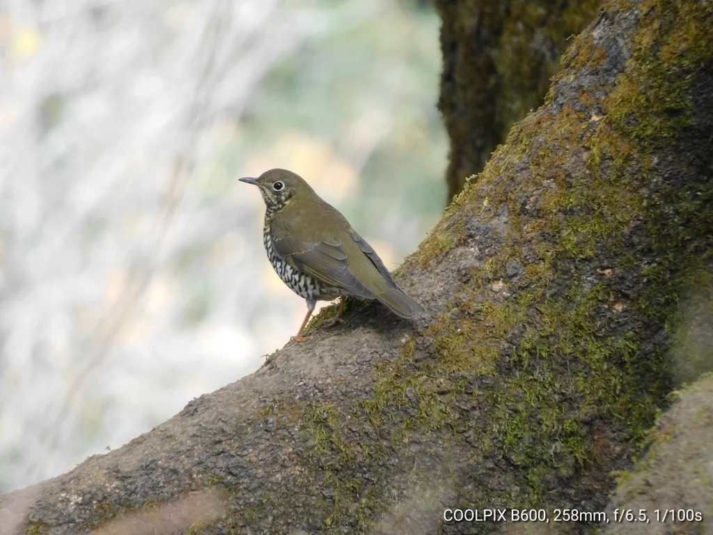 淡背地鸫（Zoothera mollissima）