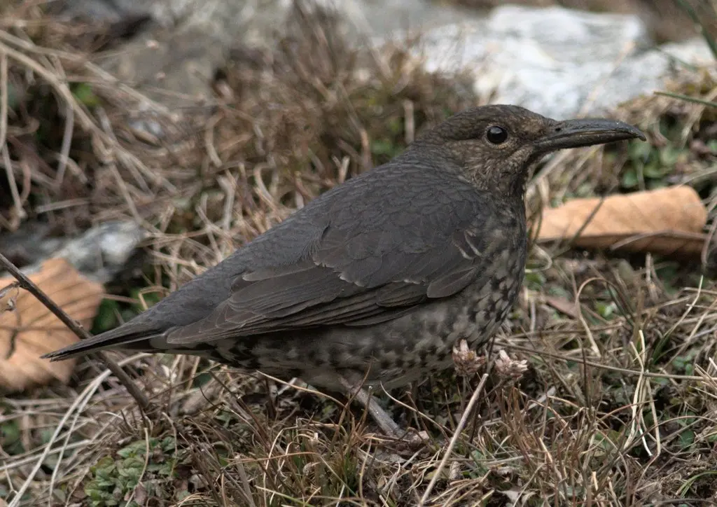 大长嘴地鸫(Zoothera monticola)