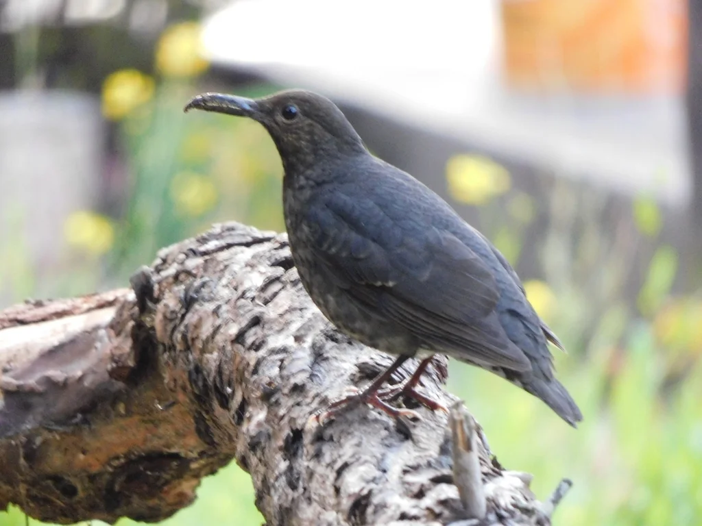 大长嘴地鸫(Zoothera monticola)
