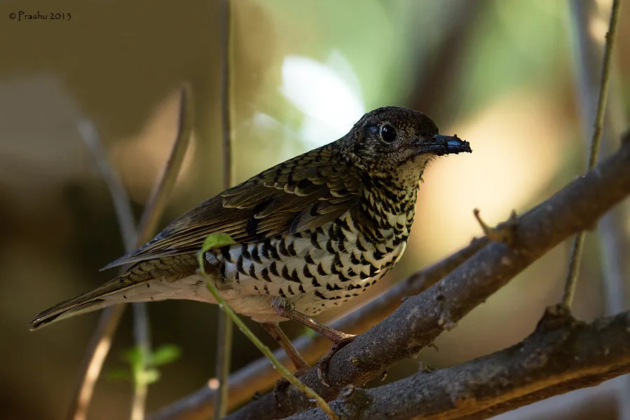 尼尔吉里地鸫(Zoothera neilgherriensis)