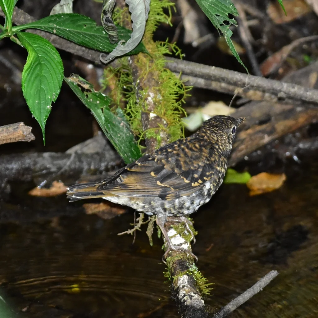 尼尔吉里地鸫(Zoothera neilgherriensis)