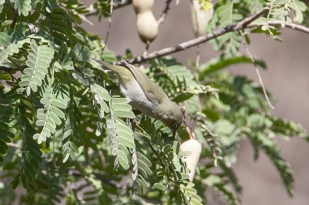 白胸绣眼鸟(Zosterops abyssinicus)