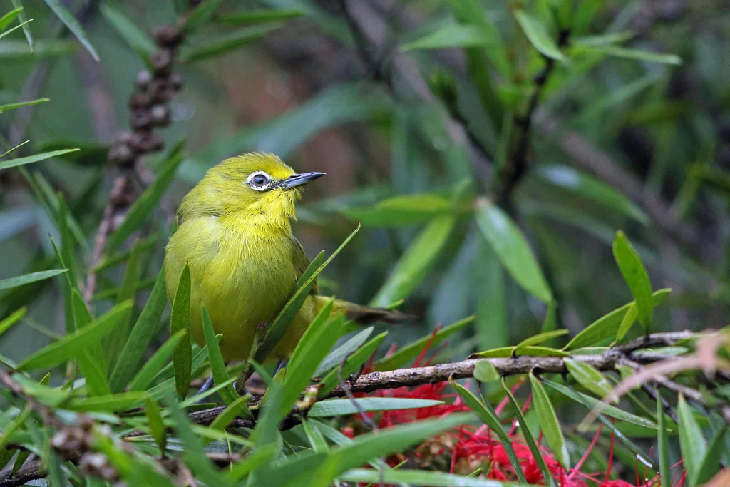 南黄绣眼鸟（Zosterops anderssoni）