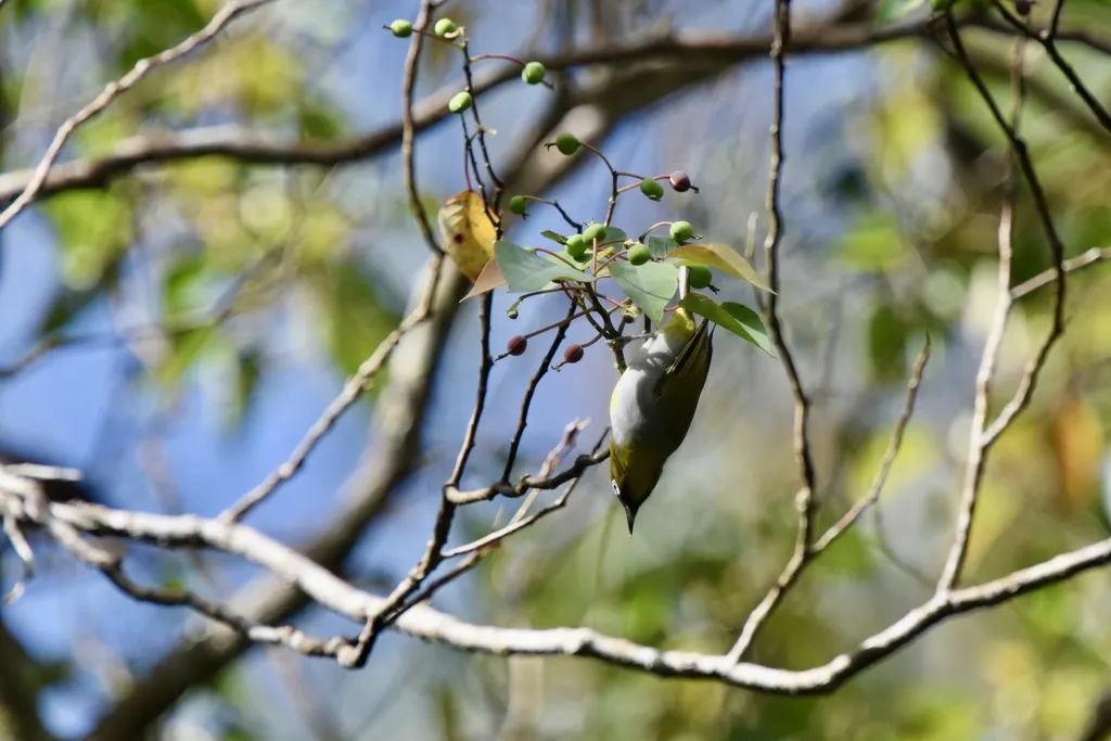 黑冠绣眼鸟(Zosterops atricapilla)