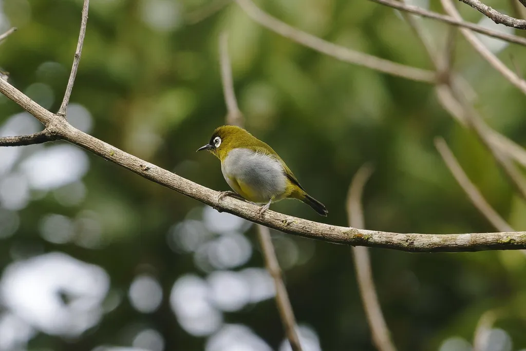 黑冠绣眼鸟(Zosterops atricapilla)