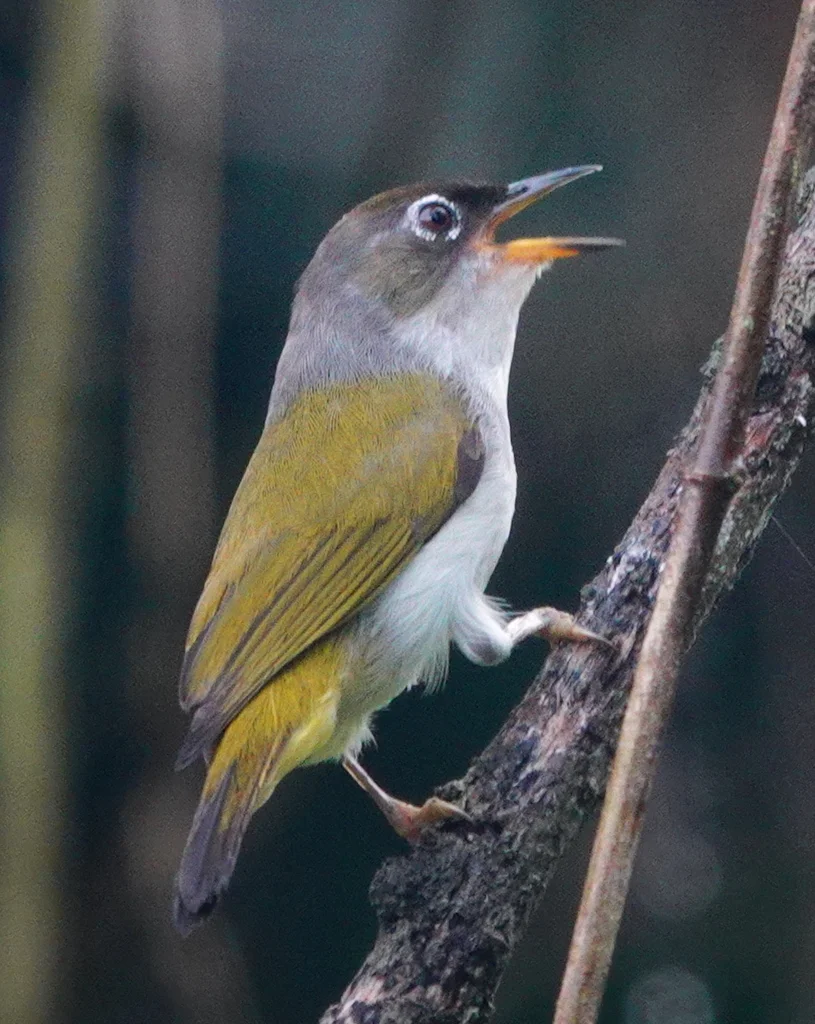 摩鹿加绣眼鸟(Zosterops atriceps)