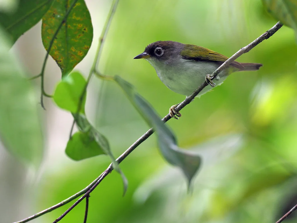 摩鹿加绣眼鸟(Zosterops atriceps)