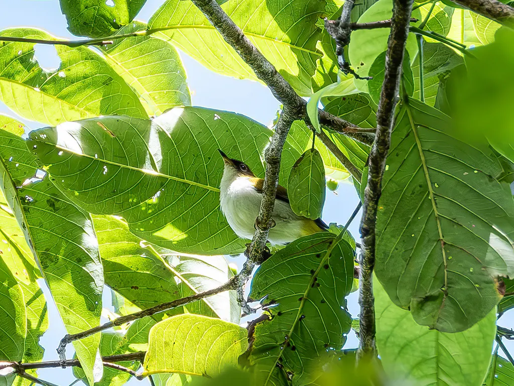 摩鹿加绣眼鸟(Zosterops atriceps)