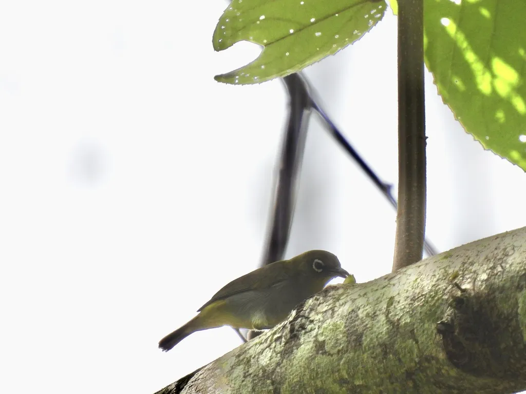 休氏绣眼鸟(Zosterops auriventer)