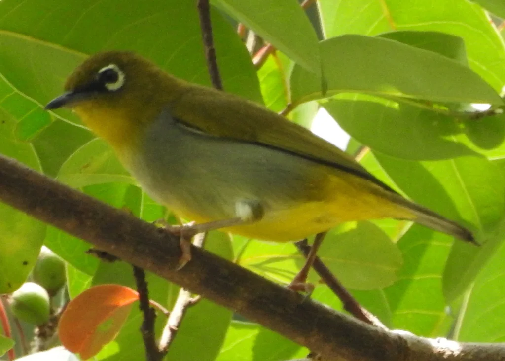 休氏绣眼鸟(Zosterops auriventer)