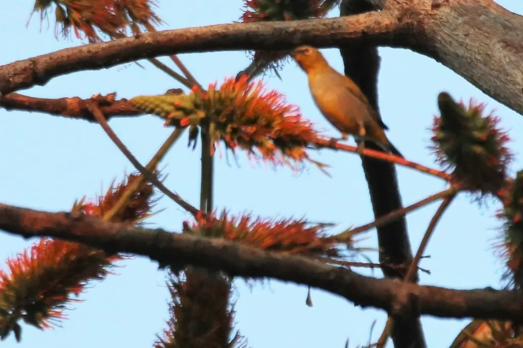 休氏绣眼鸟(Zosterops auriventer)
