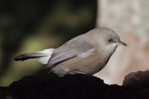 留尼汪灰绣眼鸟