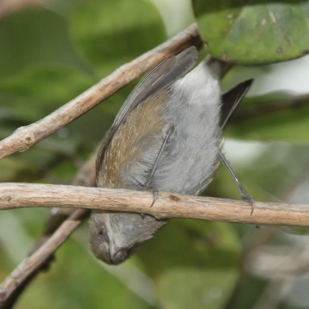 留尼汪灰绣眼鸟(Zosterops borbonicus)
