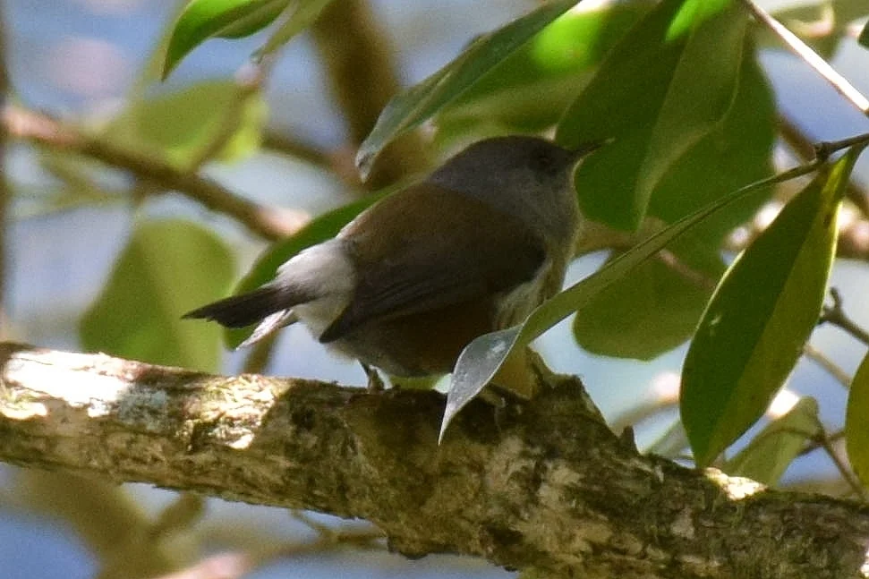 留尼汪灰绣眼鸟(Zosterops borbonicus)