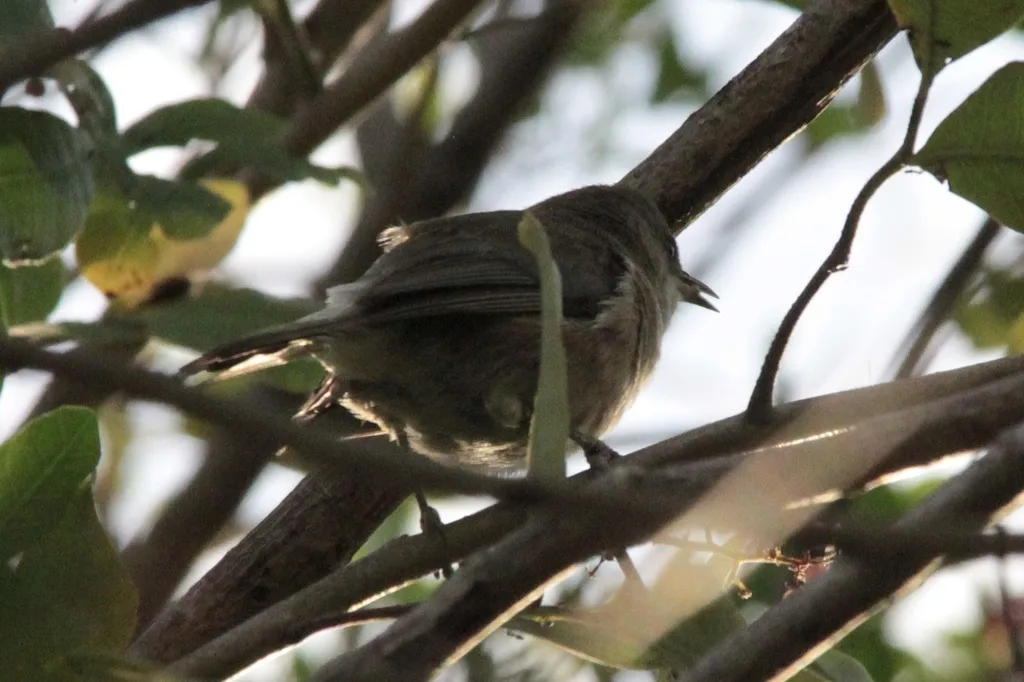 留尼汪灰绣眼鸟(Zosterops borbonicus)