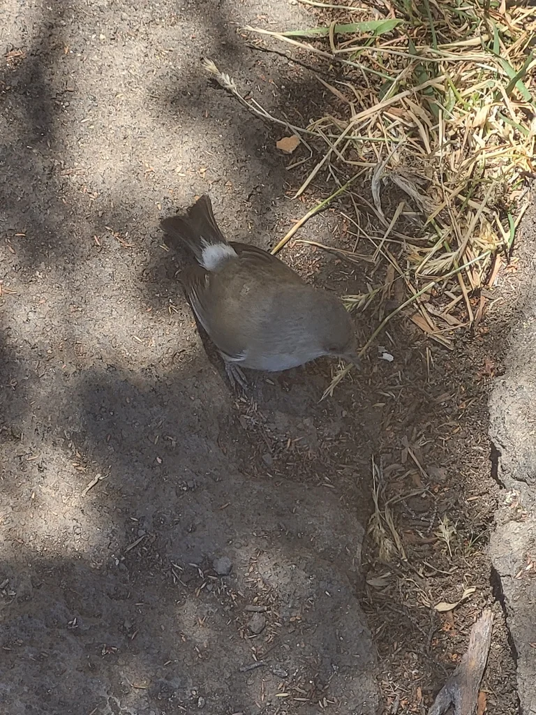 留尼汪灰绣眼鸟(Zosterops borbonicus)