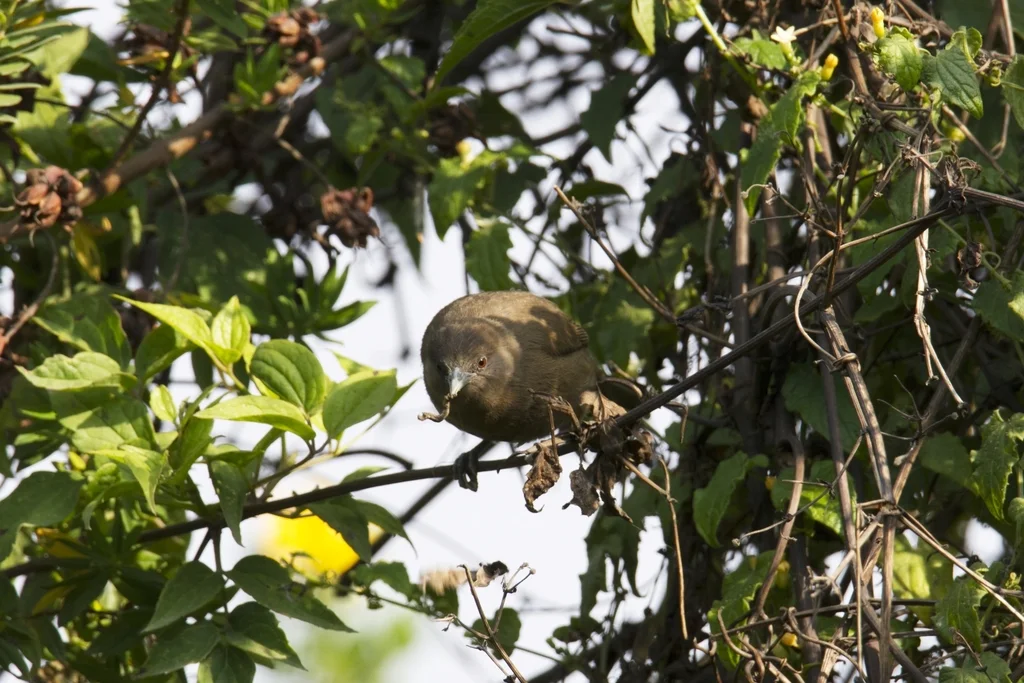 褐绣眼鸟(Zosterops brunneus)