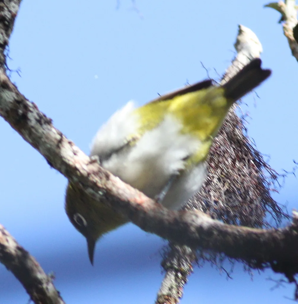 斯里兰卡绣眼鸟(Zosterops ceylonensis)