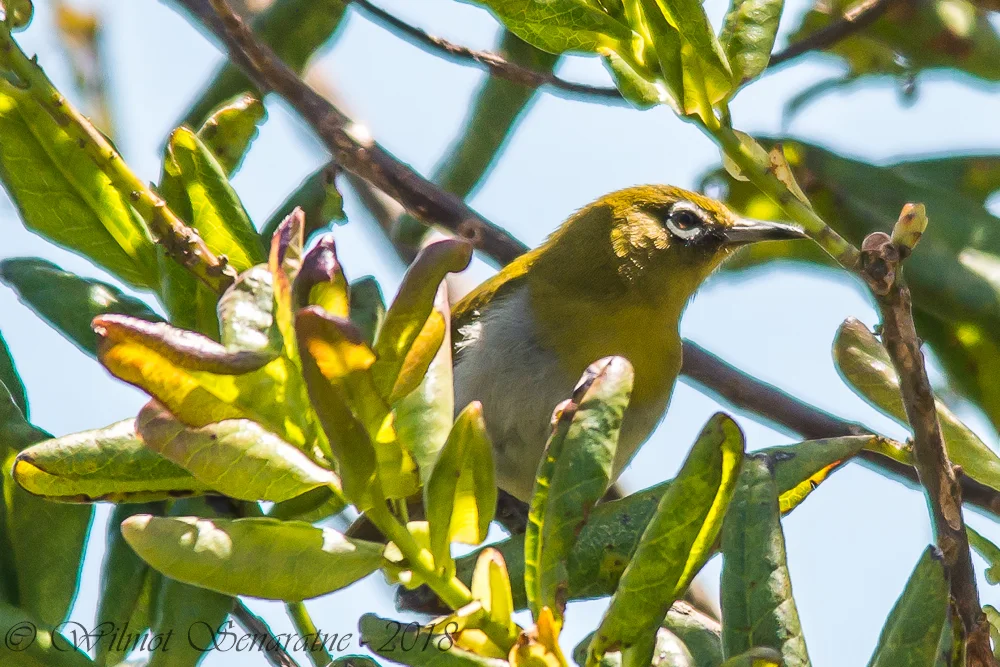 斯里兰卡绣眼鸟(Zosterops ceylonensis)