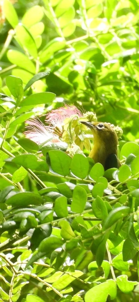红树绣眼鸟(Zosterops chloris)