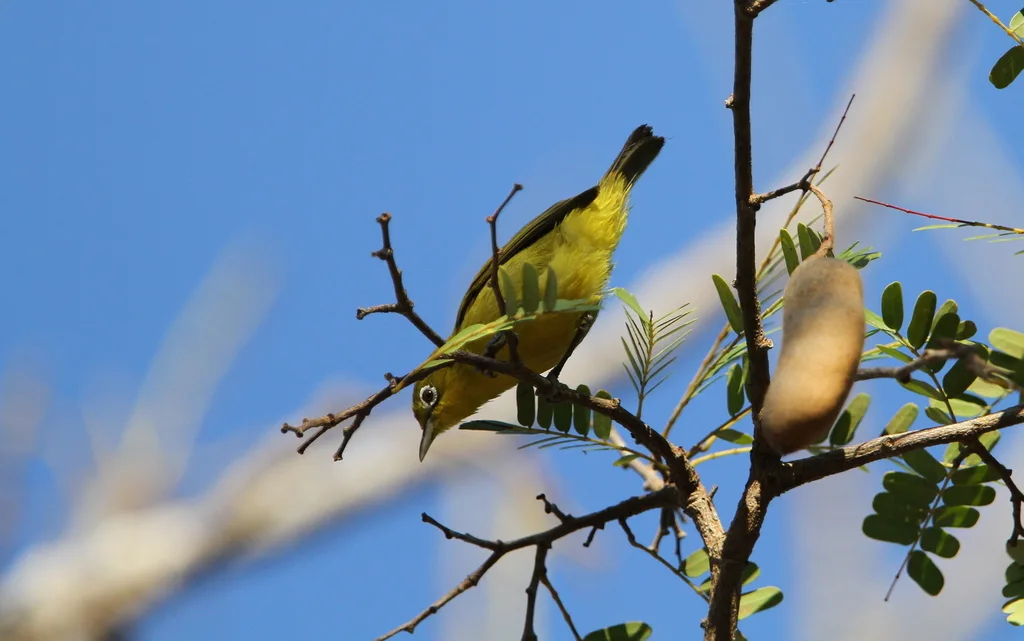 红树绣眼鸟(Zosterops chloris)