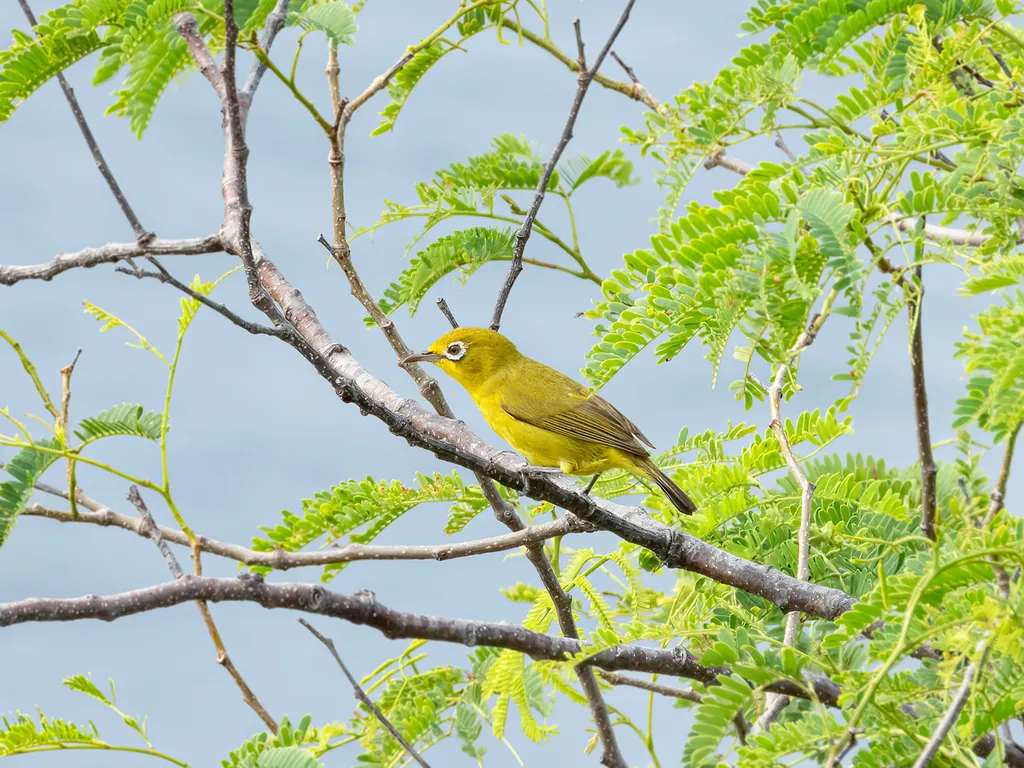 红树绣眼鸟(Zosterops chloris)