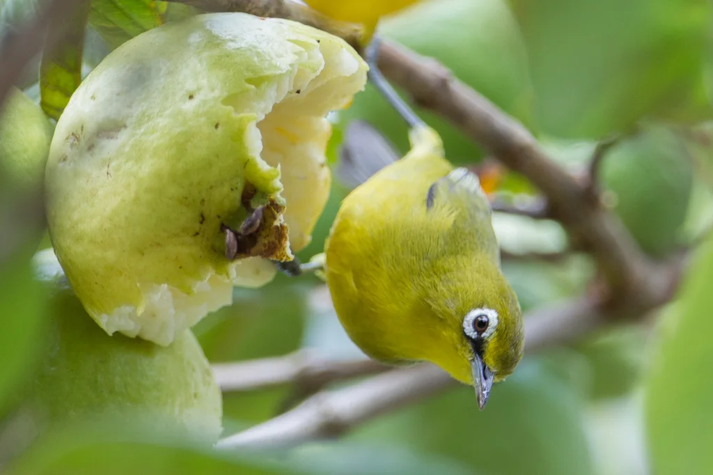 红树绣眼鸟(Zosterops chloris)
