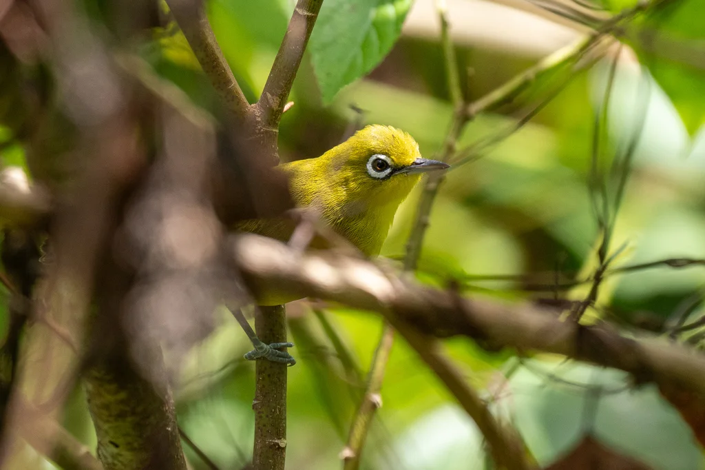 红树绣眼鸟(Zosterops chloris)