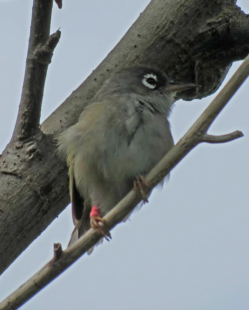 毛里求斯绣眼鸟(Zosterops chloronothos)