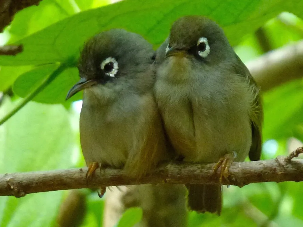 毛里求斯绣眼鸟(Zosterops chloronothos)