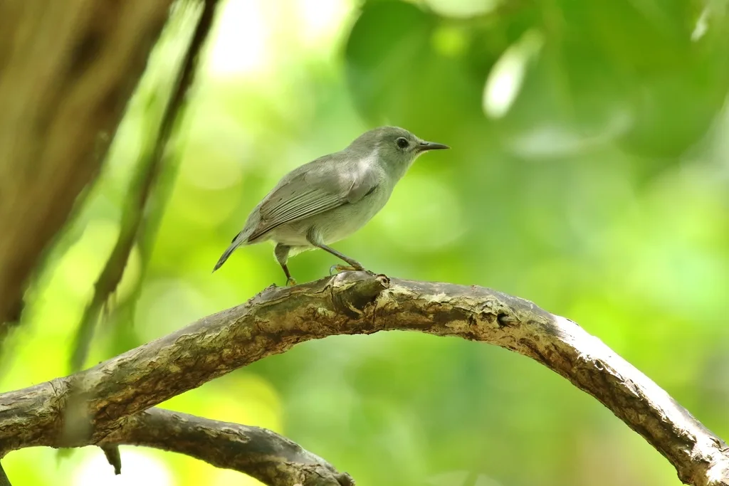 灰褐绣眼鸟(Zosterops cinereus)