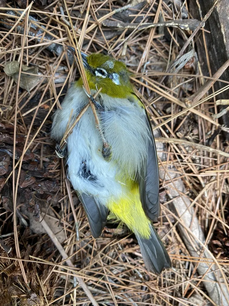 苍腹绣眼鸟(Zosterops citrinella)