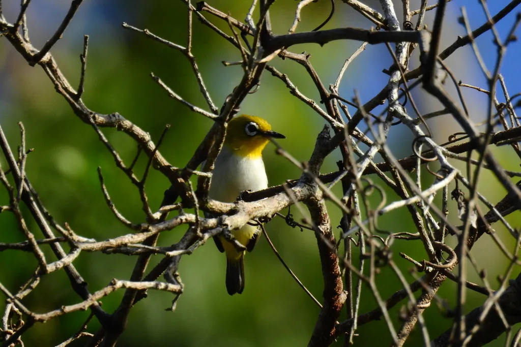 淡腹绣眼鸟(Zosterops consobrinorum)