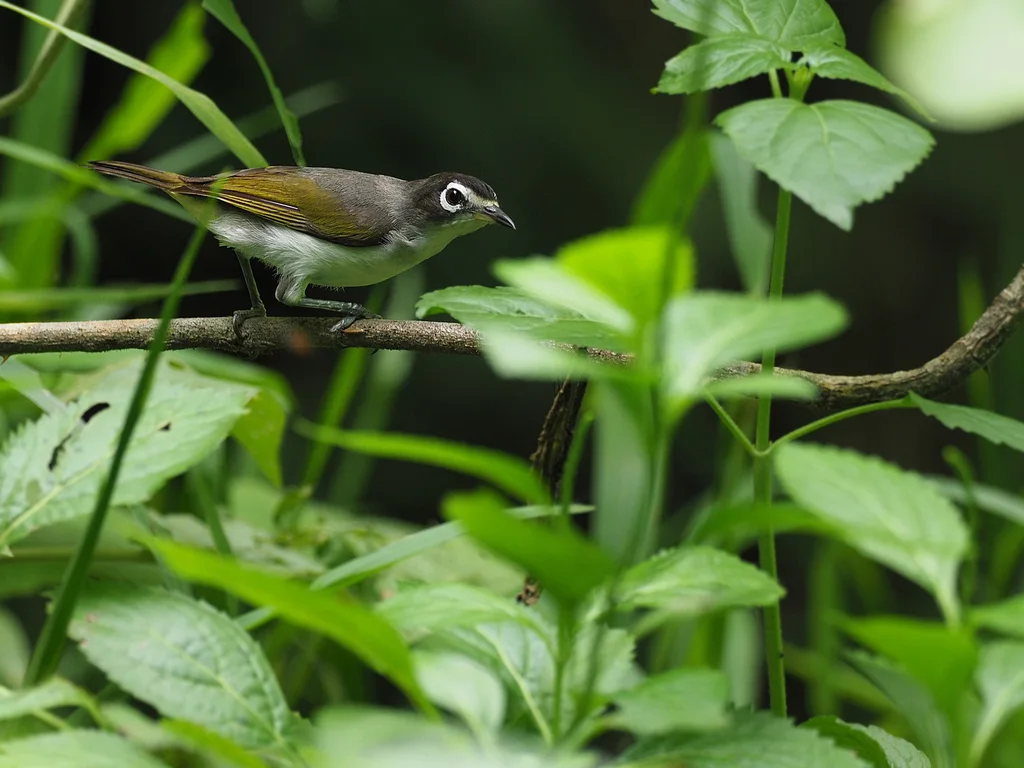摩罗泰绣眼鸟(Zosterops dehaani)