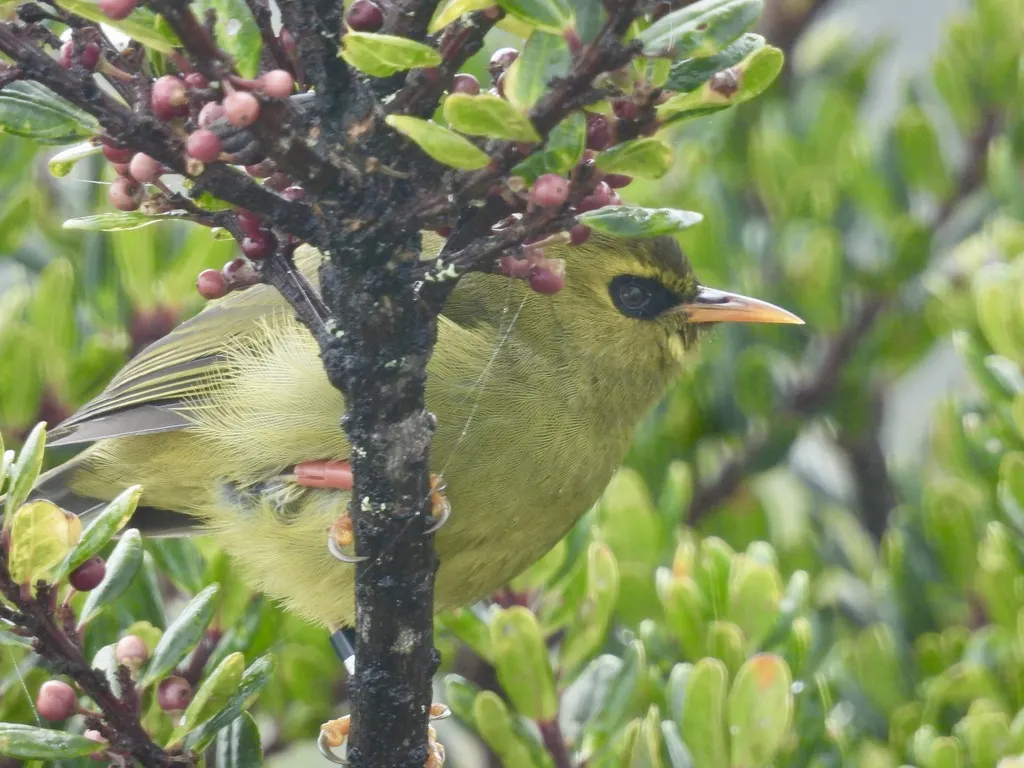 绿绣眼鸟(Zosterops emiliae)