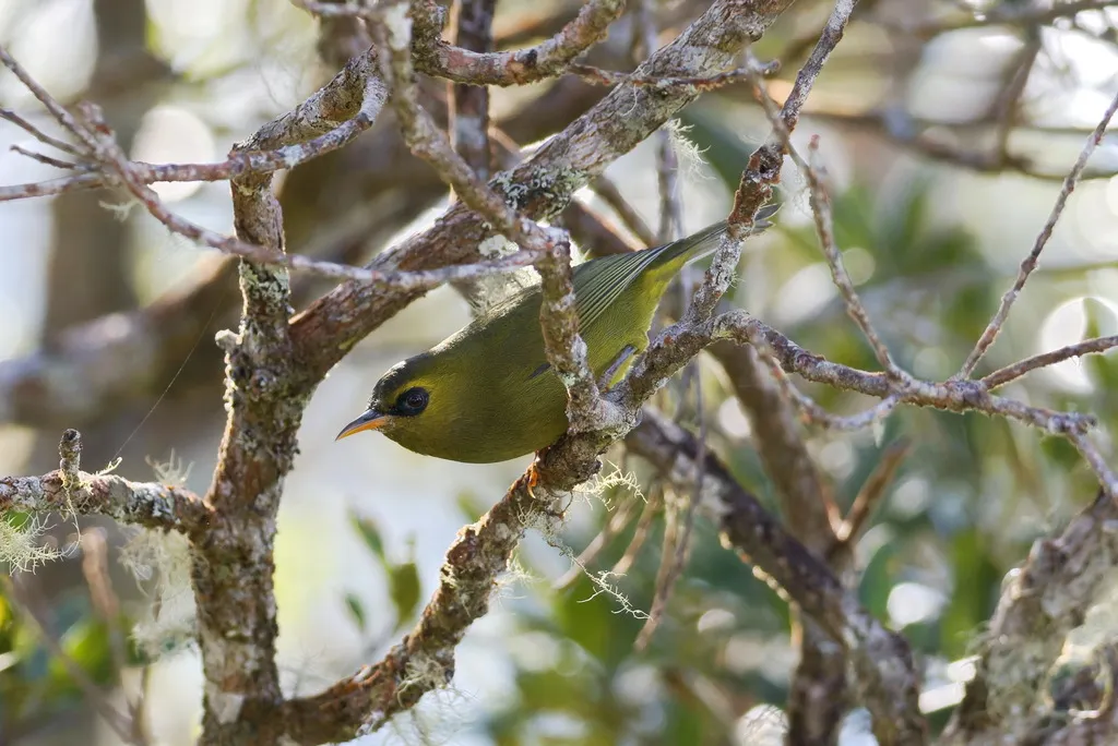 绿绣眼鸟(Zosterops emiliae)