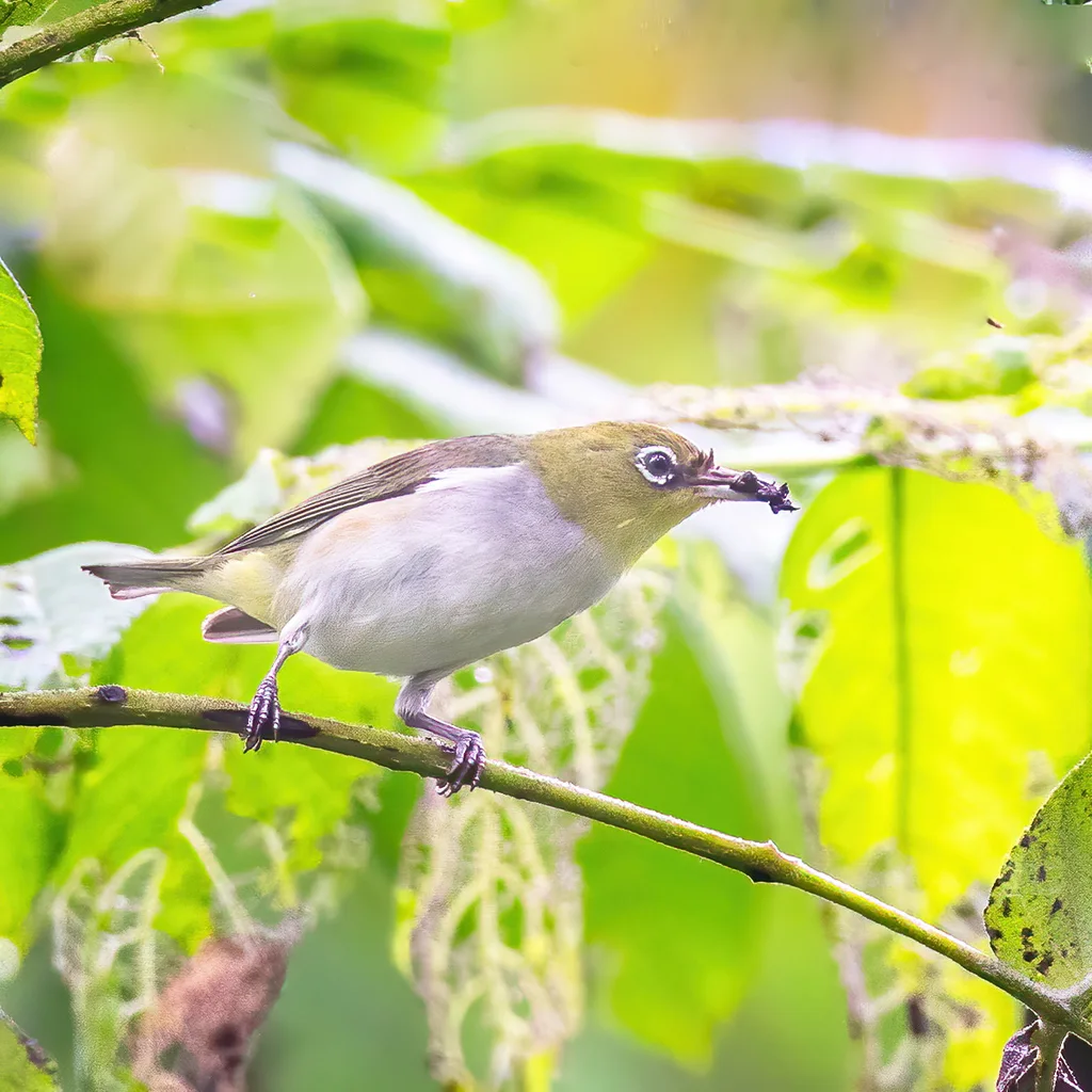 红胁绣眼鸟(Zosterops erythropleurus)