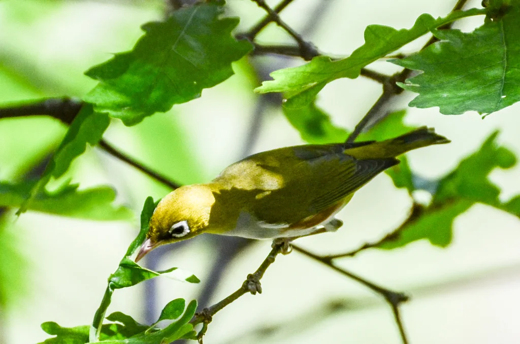 红胁绣眼鸟(Zosterops erythropleurus)