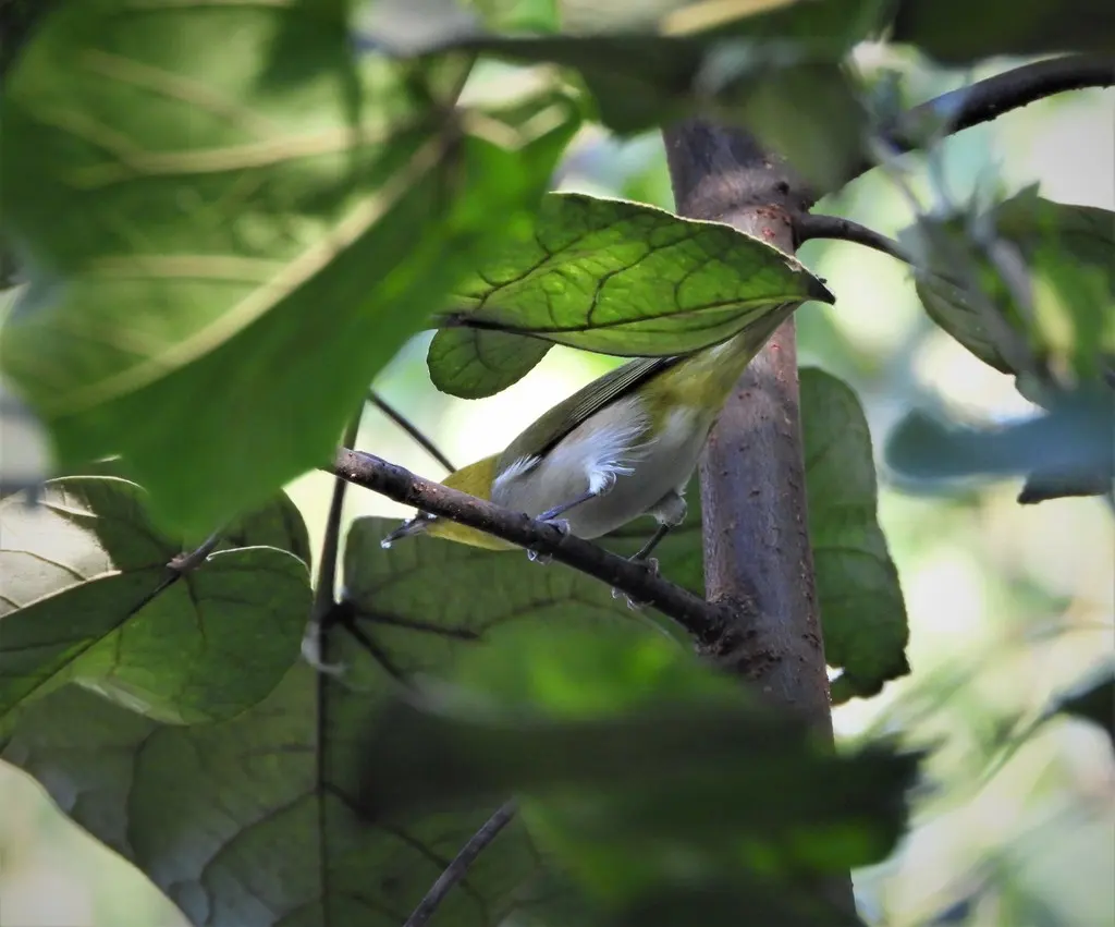 红胁绣眼鸟(Zosterops erythropleurus)