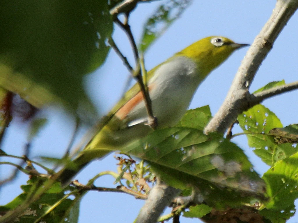 红胁绣眼鸟(Zosterops erythropleurus)