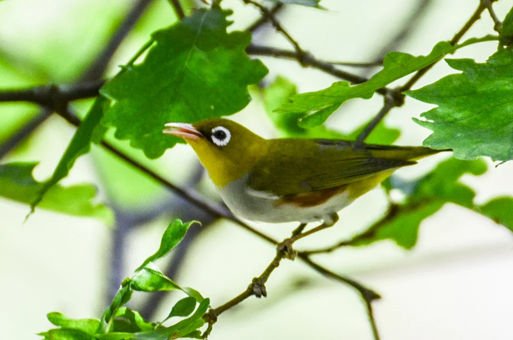 红胁绣眼鸟(Zosterops erythropleurus)