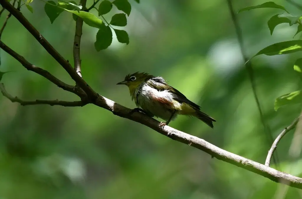 红胁绣眼鸟(Zosterops erythropleurus)