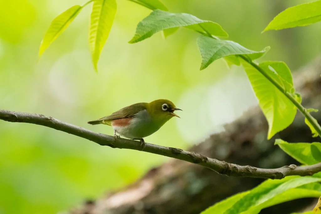 红胁绣眼鸟(Zosterops erythropleurus)