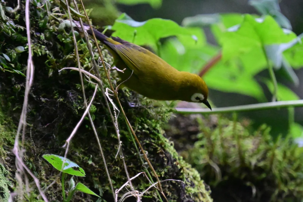 宽颈绣眼鸟(Zosterops eurycricotus)