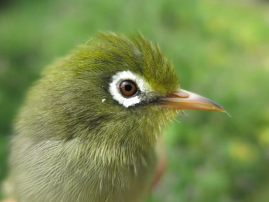 圣多美绣眼鸟(Zosterops feae)