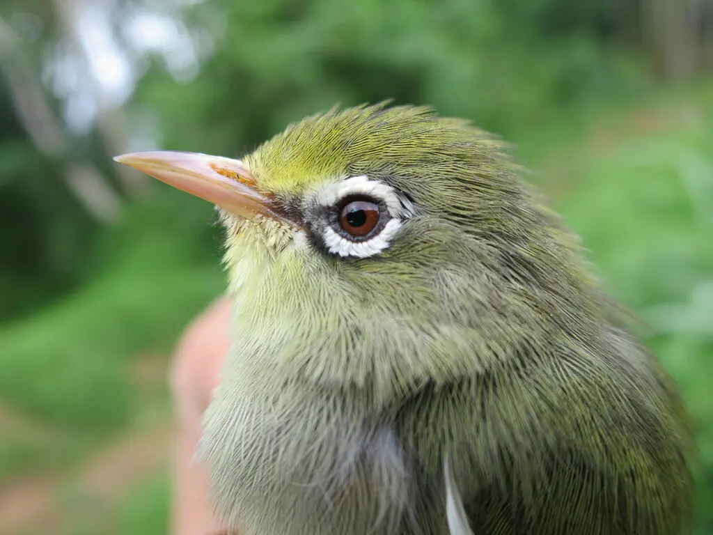 圣多美绣眼鸟(Zosterops feae)